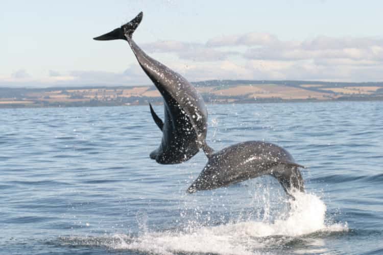 Two dolphins jumping out of the sea